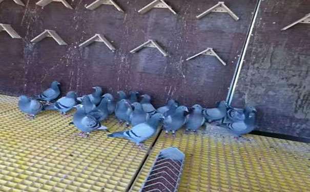 尉氏玻璃鋼格柵板a生產廠家