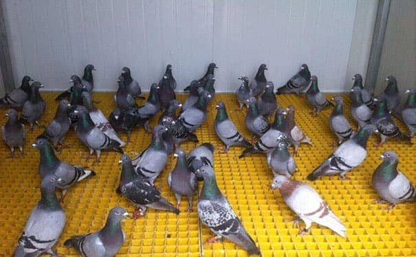 安裝玻璃鋼格柵板定額