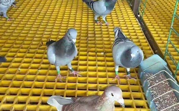 和平玻璃鋼格柵蓋板