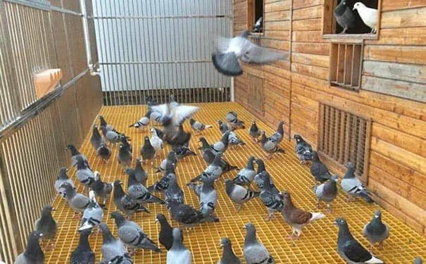 衡山<a href=/geshan/44.html target=_blank class=infotextkey>玻璃鋼格柵板</a>a直接廠家