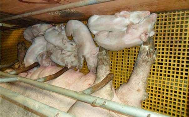 樂陵玻璃鋼格柵板的顏色選擇