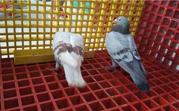 玻璃鋼格柵板四面封邊