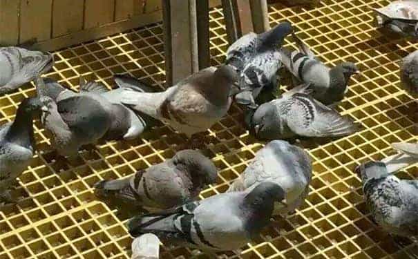 北京二手玻璃鋼格柵板轉讓