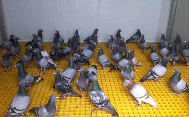 貴州玻璃鋼格柵板的顏色選擇