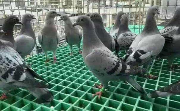 慶陽玻璃鋼格柵板規格