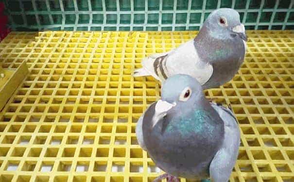 鄭州玻璃鋼格柵板規格