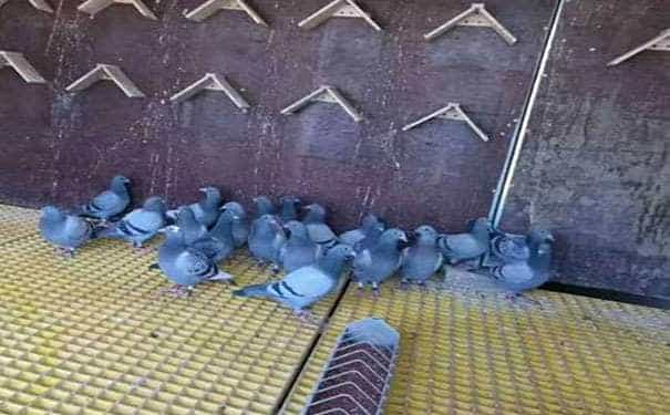 電廠用30大小格玻璃鋼格柵板