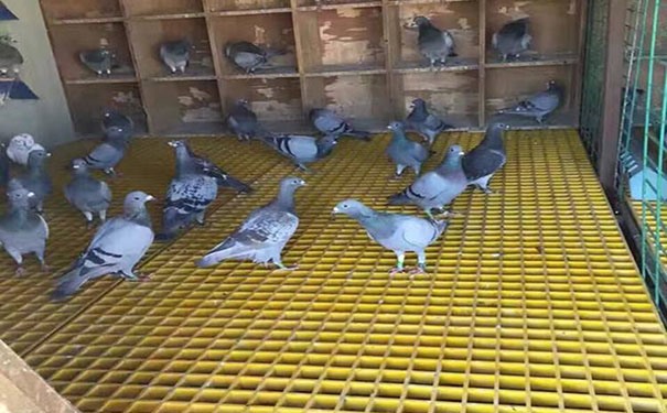 玻璃鋼鴿舍地網網格板